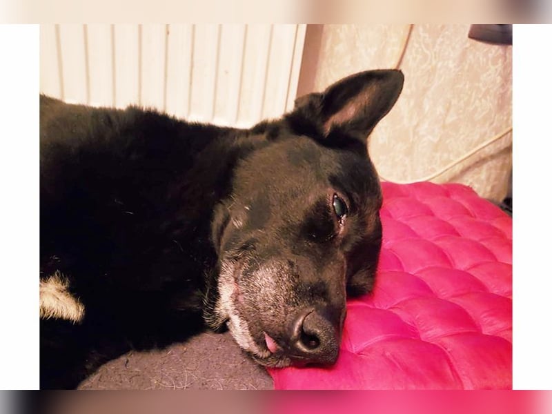 Pumba - besonders hübscher Labbimix