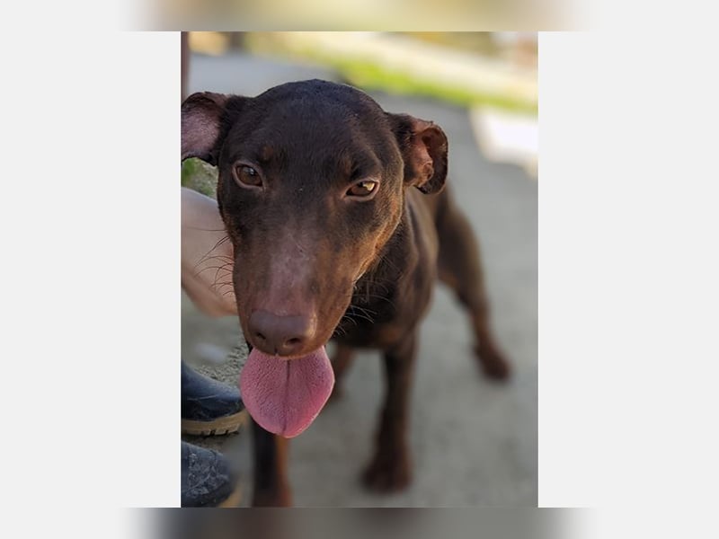 Jazmin (TO) aktive, liebevolle und verspielte Hündin