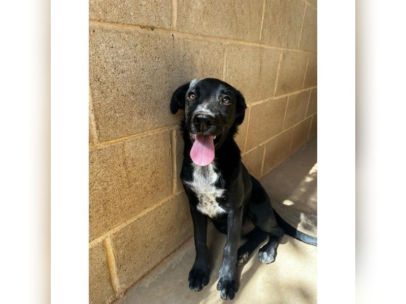 Pipo(CR) immer gut gelaunter Junghund