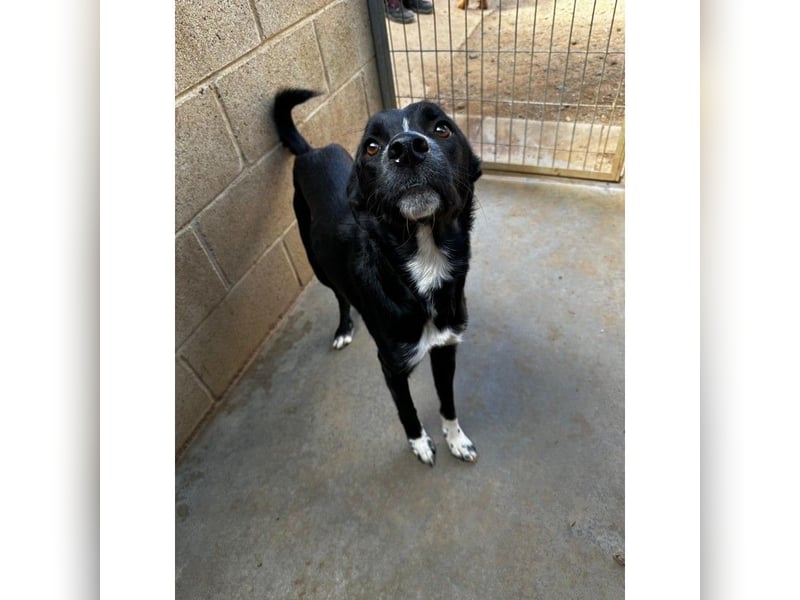 Angus (CR) verspielter süßer Junghund