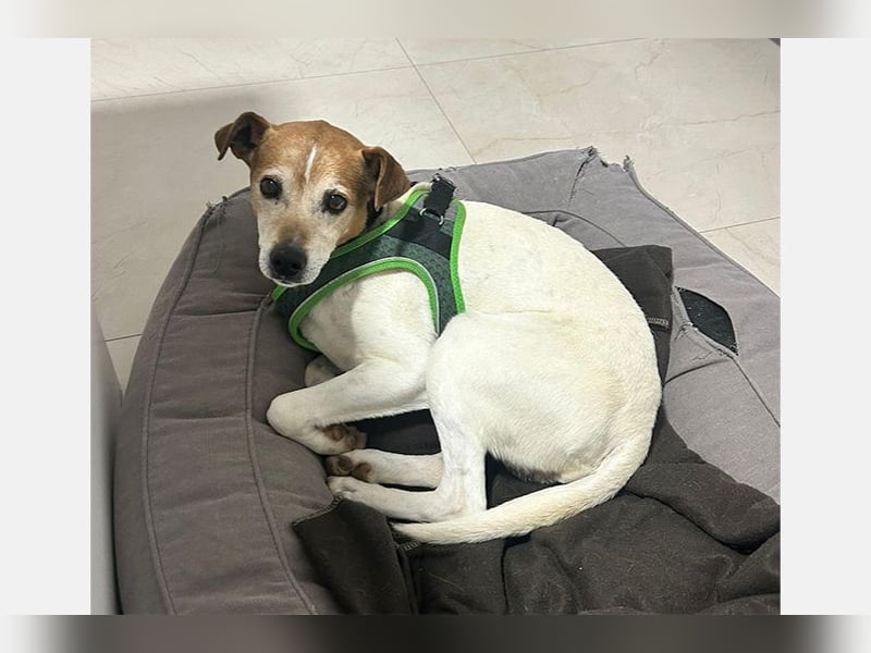 Max (LR) ein guter, ruhiger, edler Bube