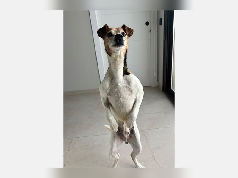 Max (LR) ein guter, ruhiger, edler Bube