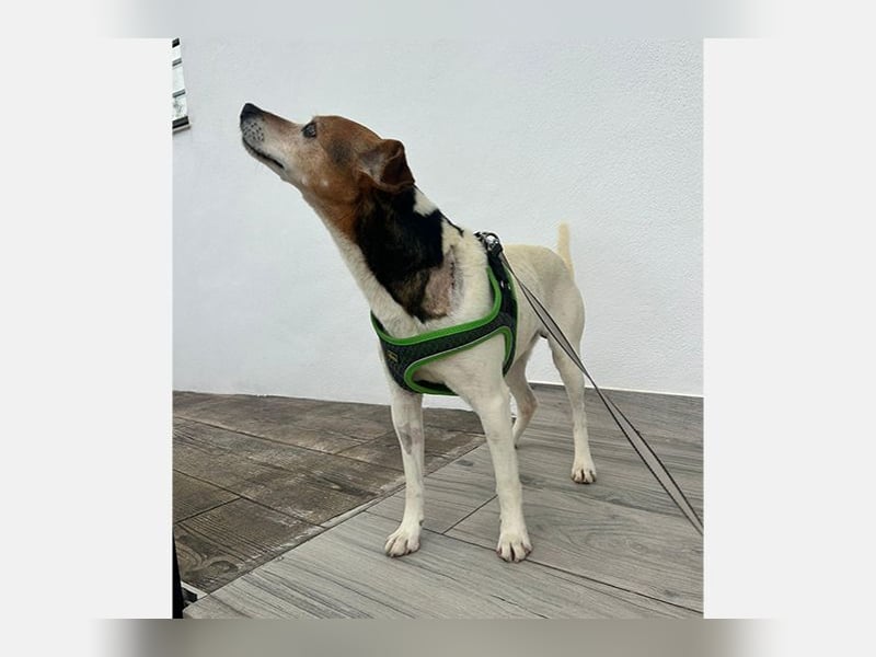 Max (LR) ein guter, ruhiger, edler Bube
