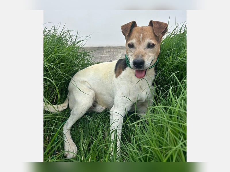 Max (LR) ein guter, ruhiger, edler Bube