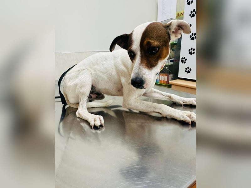 Koke(JA) typischer Junghund, verspielt und aktiv