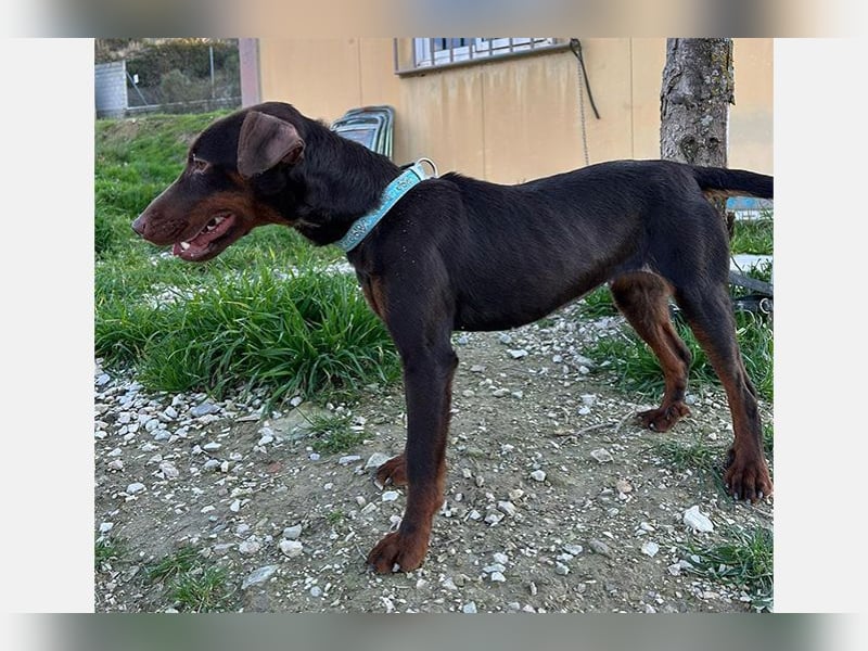 Jazmin (TO) aktive, liebevolle und verspielte Hündin