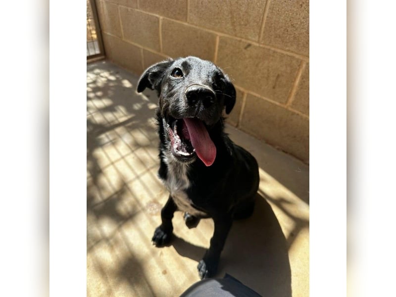 Pipo(CR) immer gut gelaunter Junghund