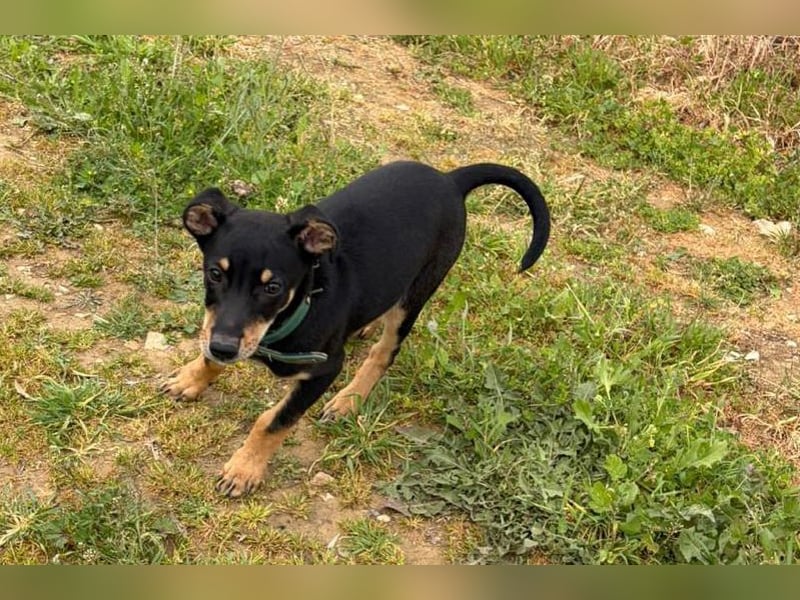 Baden (LR) kleiner Herzensbrecher auf 4 Pfoten