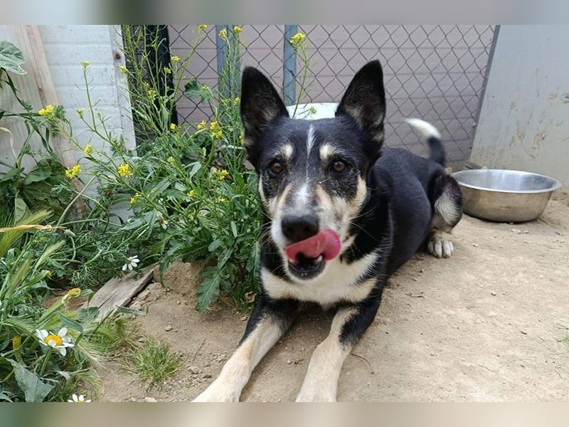 Negan(CO) Einzelprinz sucht eine ruhige Familie zum lieb haben