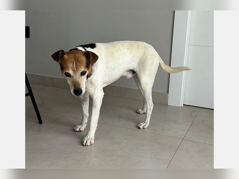 Max (LR) ein guter, ruhiger, edler Bube
