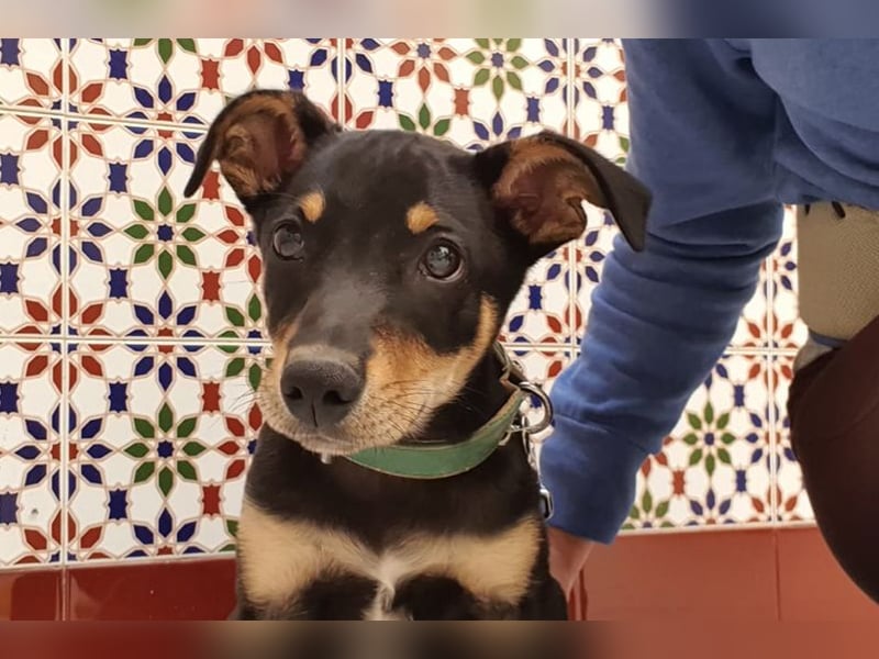 Baden (LR) kleiner Herzensbrecher auf 4 Pfoten