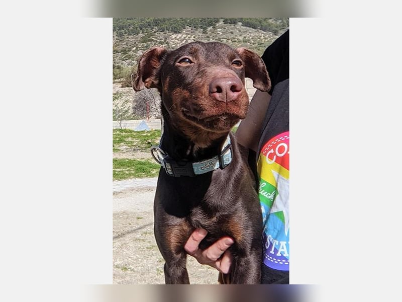 Jazmin (TO) aktive, liebevolle und verspielte Hündin