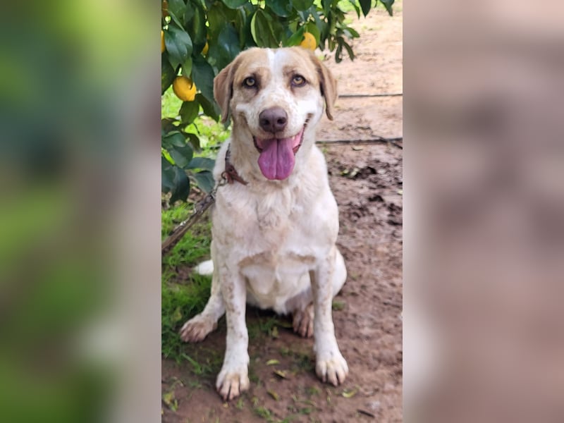 Luna (PA) süße Maus sucht ihre neue Familie