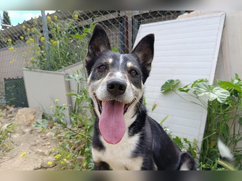 Negan(CO) Einzelprinz sucht eine ruhige Familie zum lieb haben