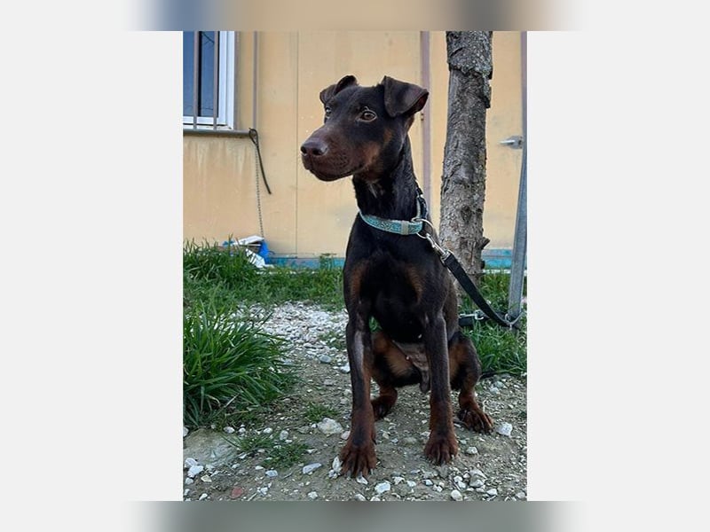 Jazmin (TO) aktive, liebevolle und verspielte Hündin