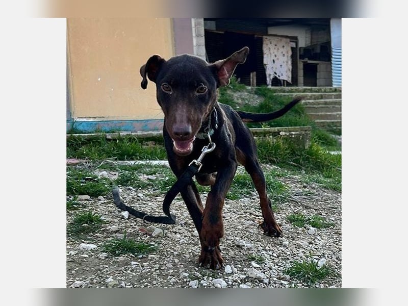 Jazmin (TO) aktive, liebevolle und verspielte Hündin