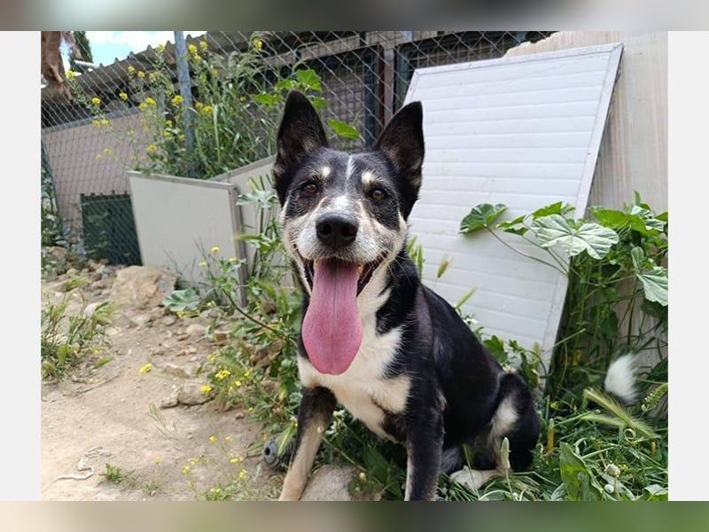 Negan(CO) Einzelprinz sucht eine ruhige Familie zum lieb haben