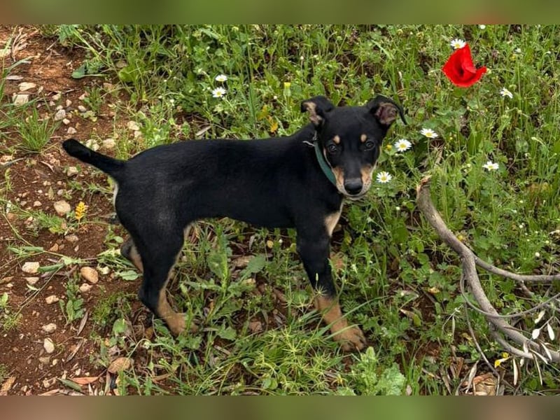 Baden (LR) kleiner Herzensbrecher auf 4 Pfoten