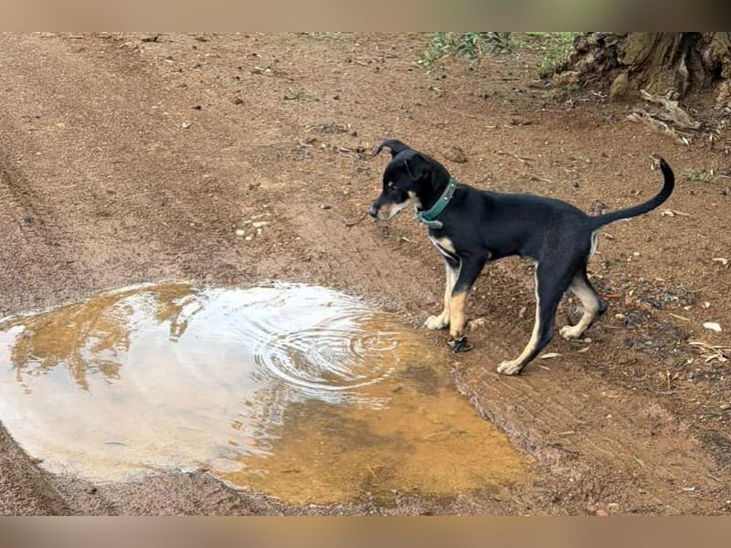 Baden (LR) kleiner Herzensbrecher auf 4 Pfoten