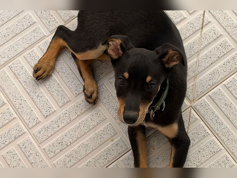 Baden (LR) kleiner Herzensbrecher auf 4 Pfoten