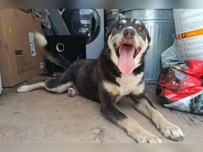 Negan(CO) Einzelprinz sucht eine ruhige Familie zum lieb haben