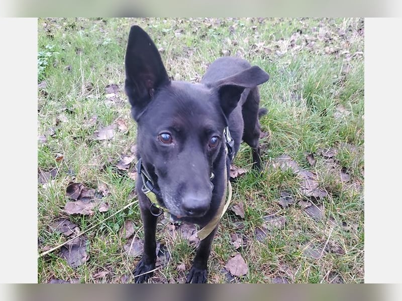 Pumba - besonders hübscher Labbimix