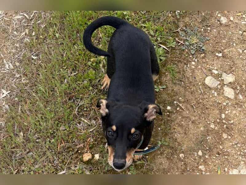 Baden (LR) kleiner Herzensbrecher auf 4 Pfoten