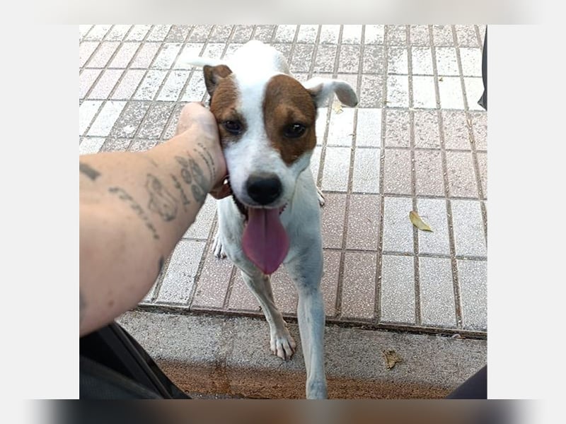 Koke(JA) typischer Junghund, verspielt und aktiv