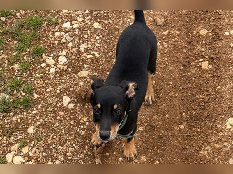 Baden (LR) kleiner Herzensbrecher auf 4 Pfoten