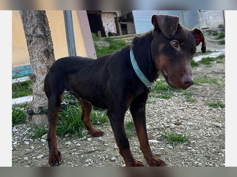 Jazmin (TO) aktive, liebevolle und verspielte Hündin