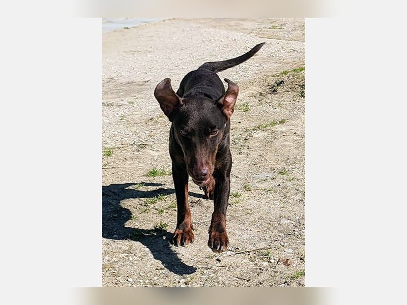 Jazmin (TO) aktive, liebevolle und verspielte Hündin