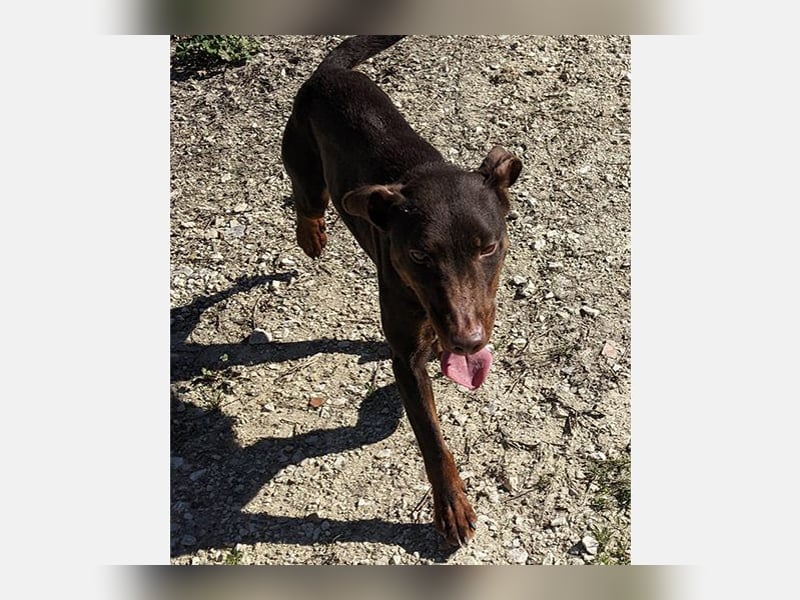 Jazmin (TO) aktive, liebevolle und verspielte Hündin