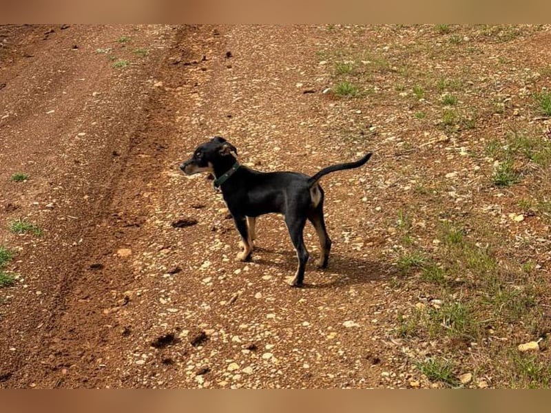 Baden (LR) kleiner Herzensbrecher auf 4 Pfoten