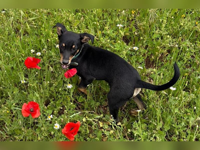 Baden (LR) kleiner Herzensbrecher auf 4 Pfoten