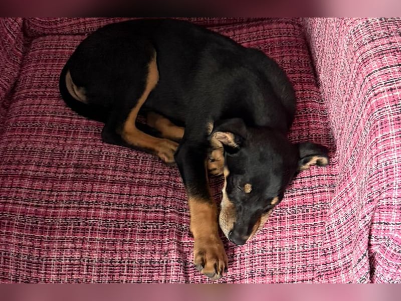 Baden (LR) kleiner Herzensbrecher auf 4 Pfoten