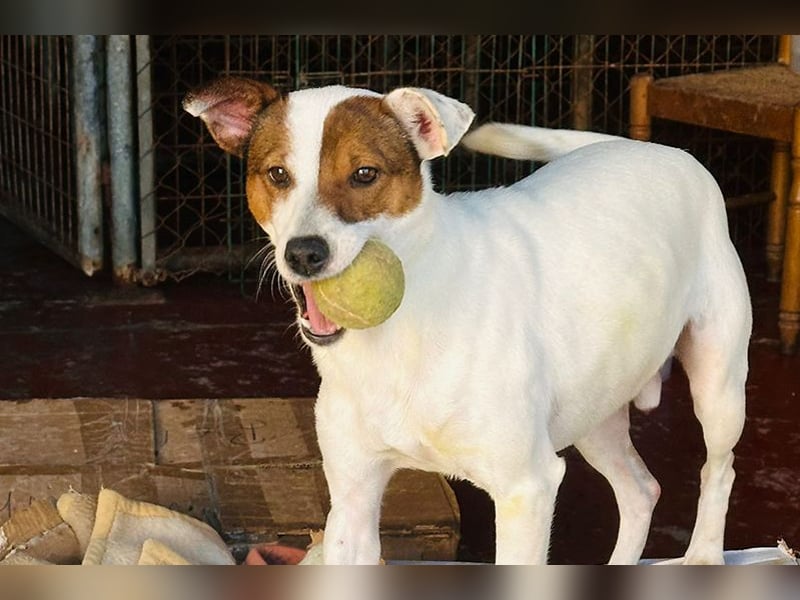 Koke(JA) typischer Junghund, verspielt und aktiv