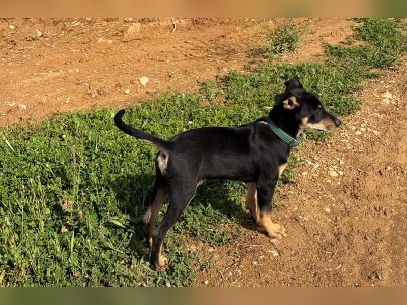 Baden (LR) kleiner Herzensbrecher auf 4 Pfoten