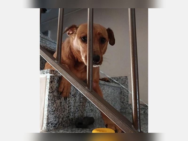 Cheto (TO) brauner süßer Schatz der seine Menschen liebt