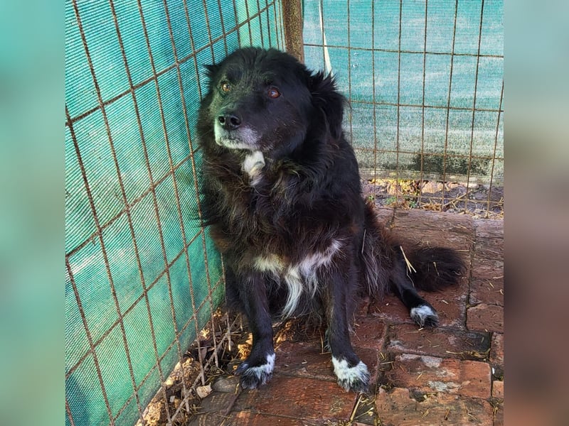 Senior Tapingo, Notfall!