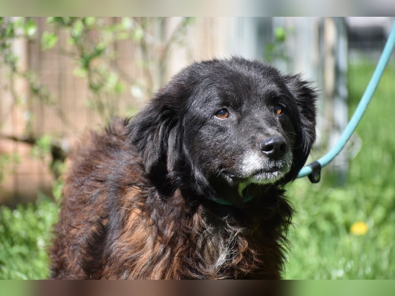 Senior Tapingo, Notfall!