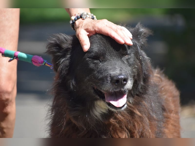 Senior Tapingo, Notfall!