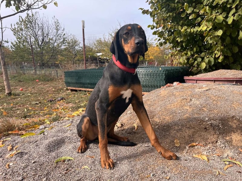 Leevy (Dorko)