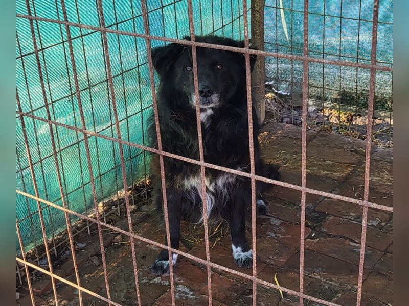 Senior Tapingo, Notfall!