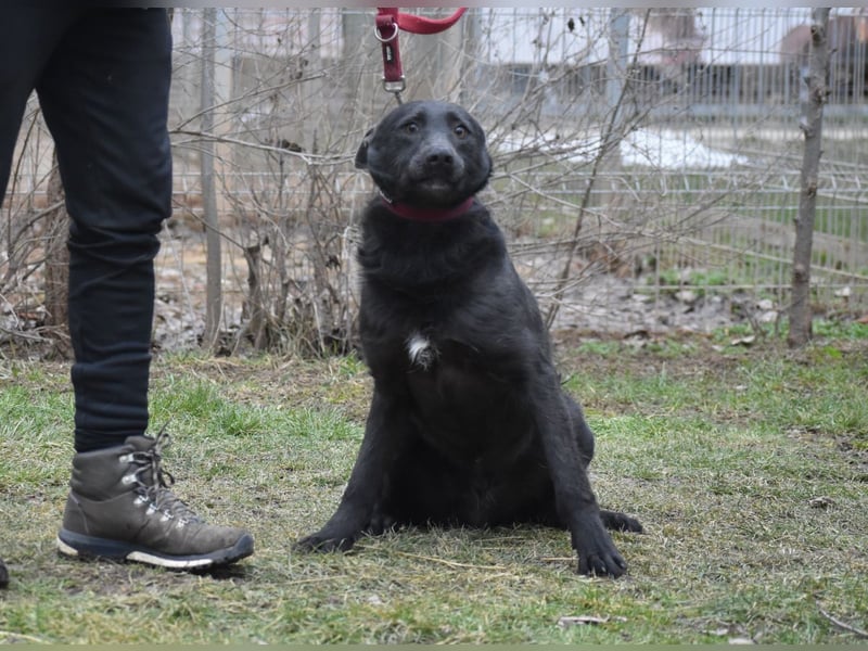 Bunter Mix Logan