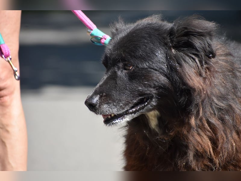 Senior Tapingo, Notfall!