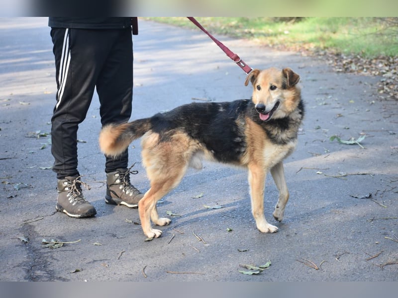 ehemaliger Kettenhund Bela