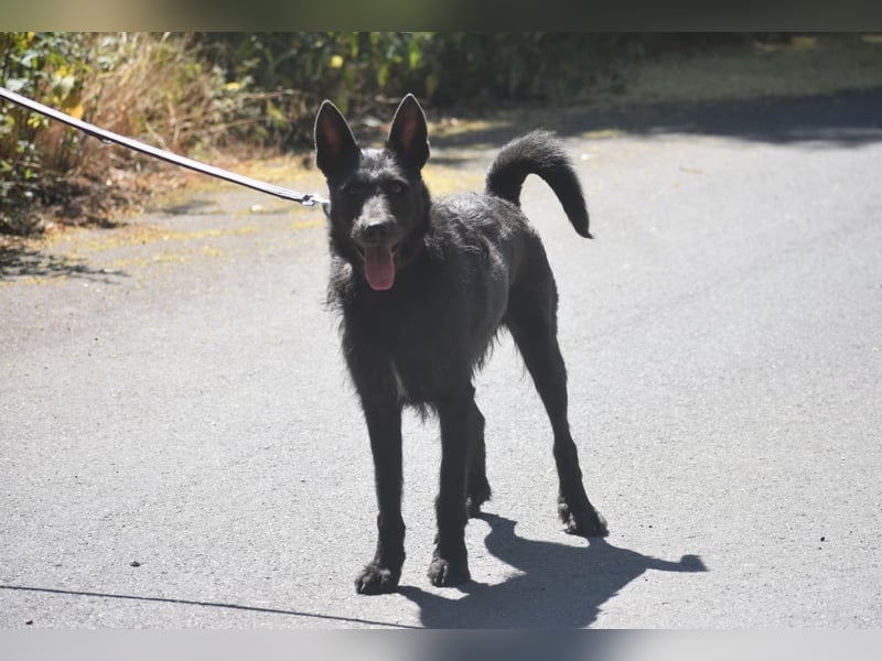 Bunter Mix Logan