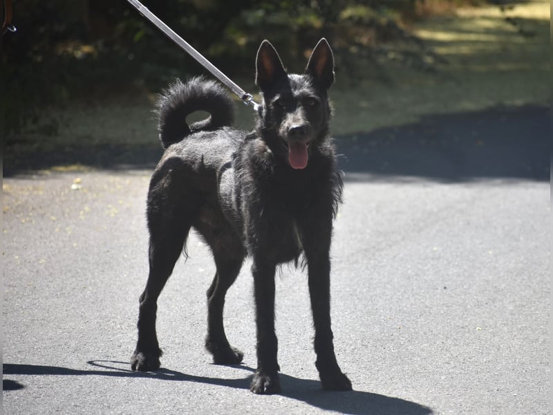 Bunter Mix Logan