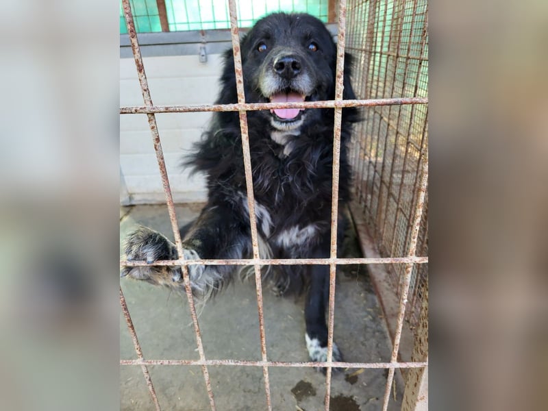 Senior Tapingo, Notfall!