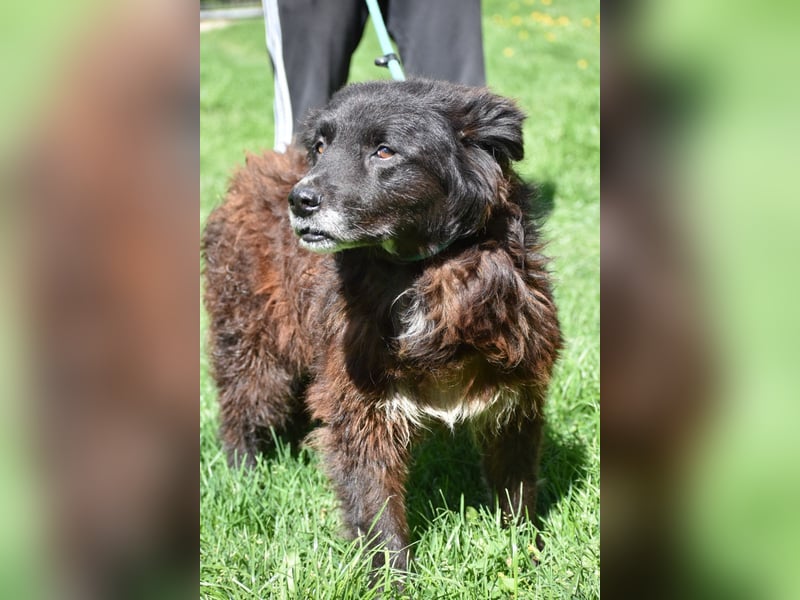 Senior Tapingo, Notfall!